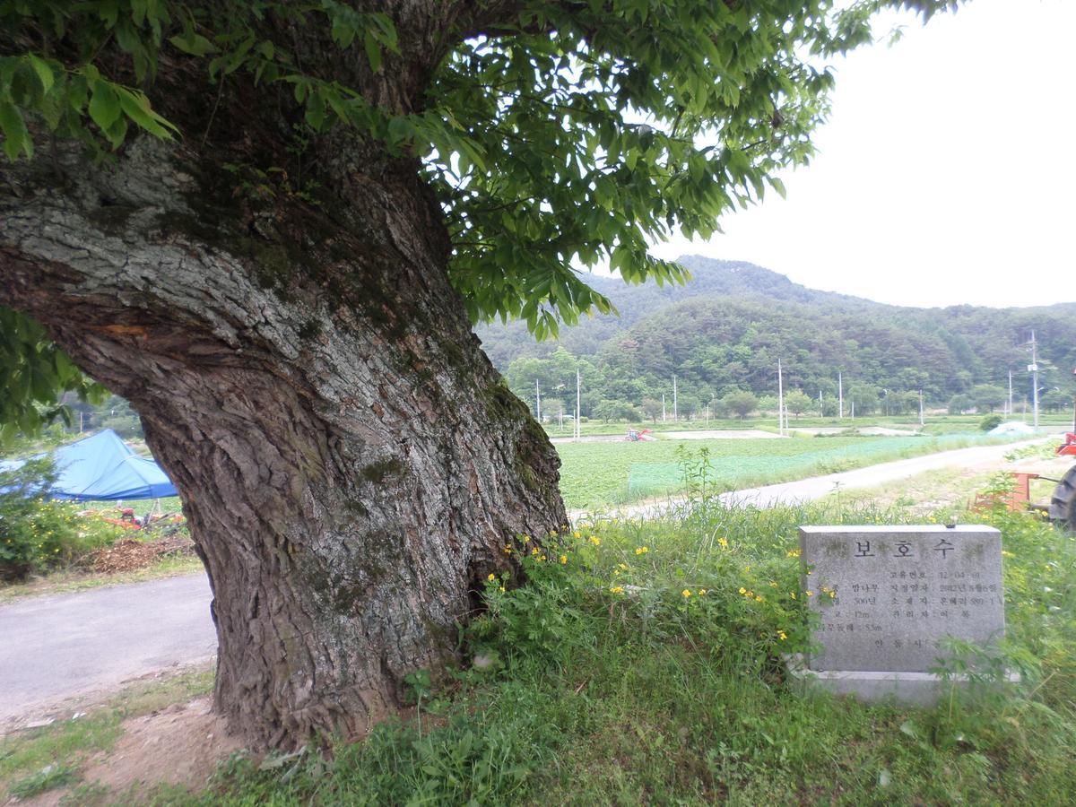 Ongye Jongtaek Hotell Andong Exteriör bild
